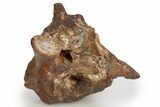 Triassic Fossil Synapsid (Dimetrodon) Vertebra - Texas #315765-3